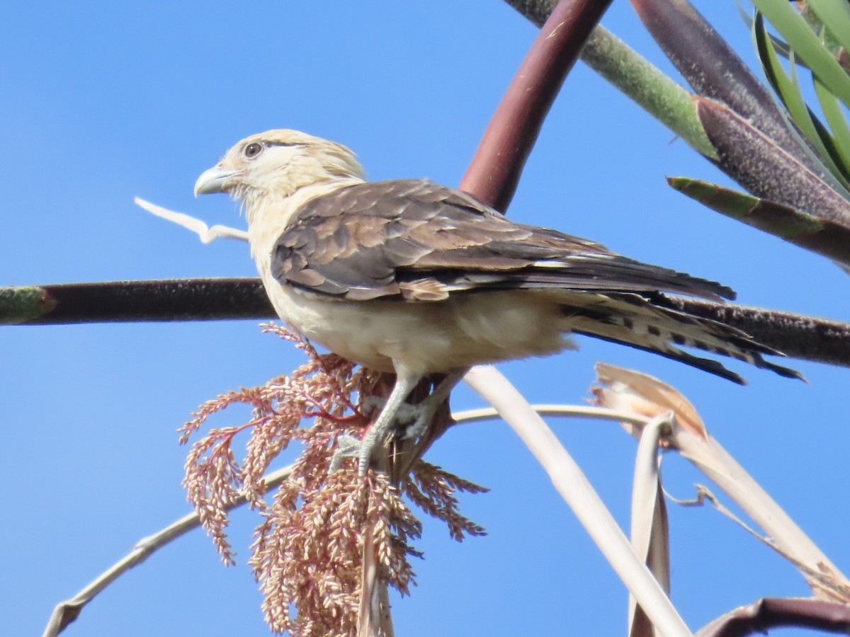 Caracara à tête jaune - ML620192577