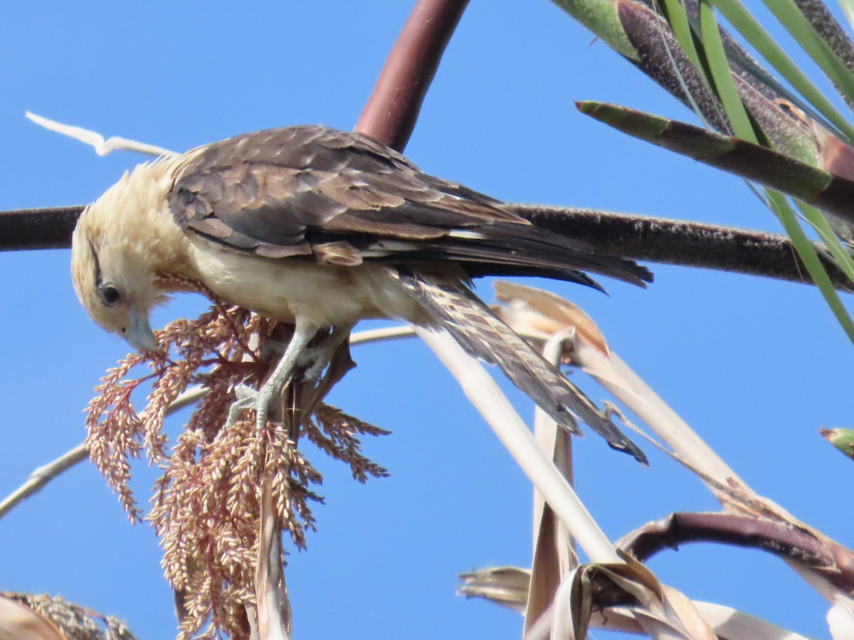 Caracara à tête jaune - ML620192578