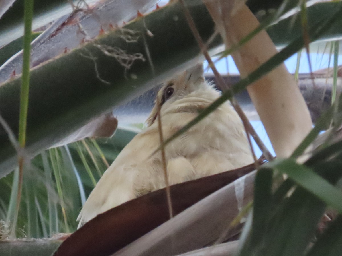 Caracara à tête jaune - ML620192579