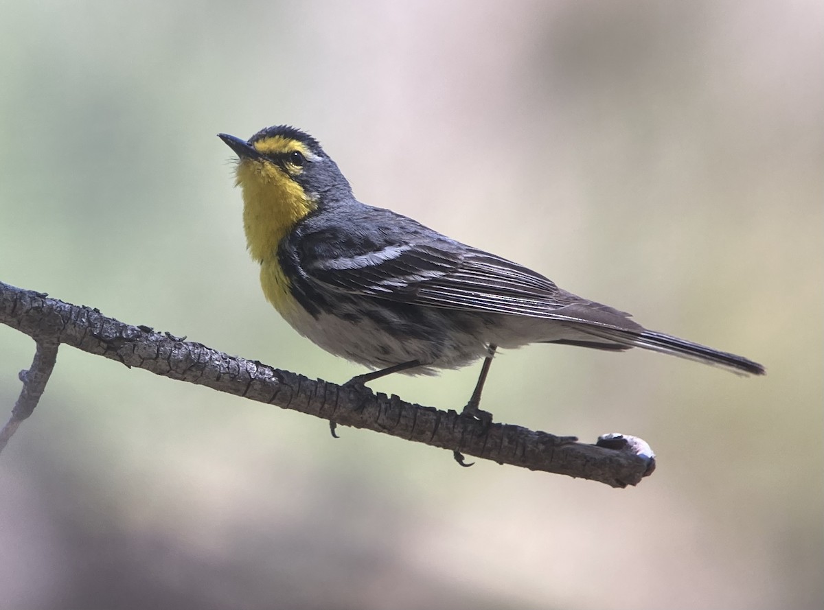 Grace's Warbler - ML620192582