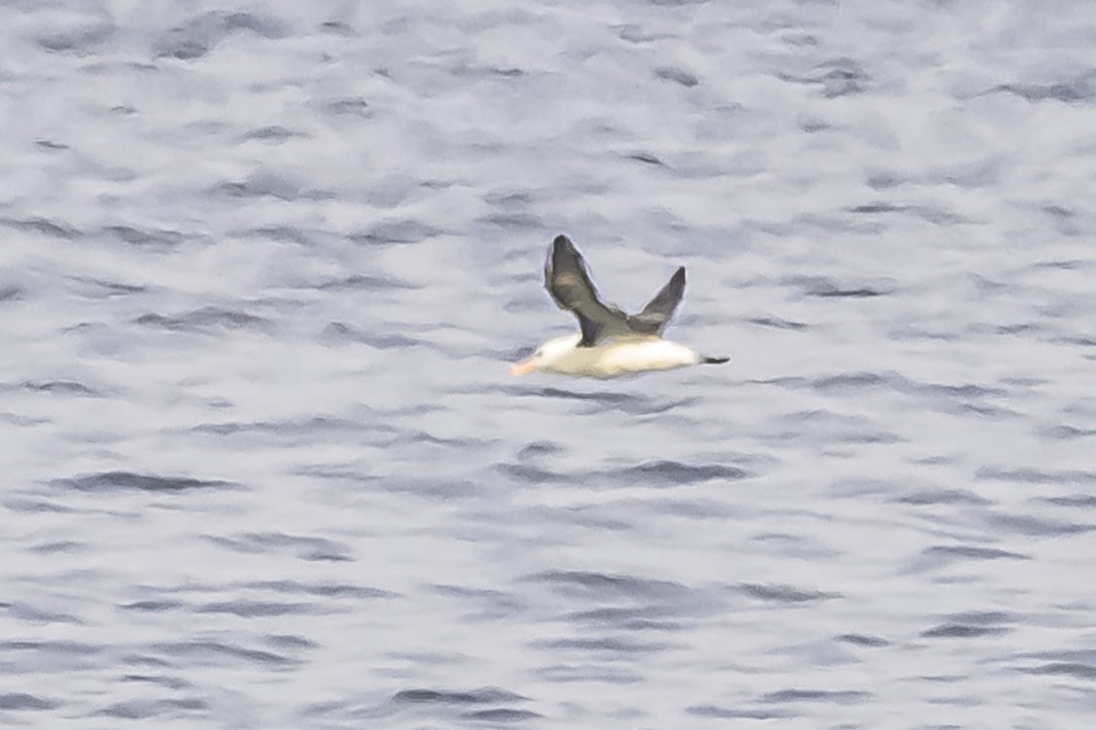 Black-browed Albatross - ML620192585