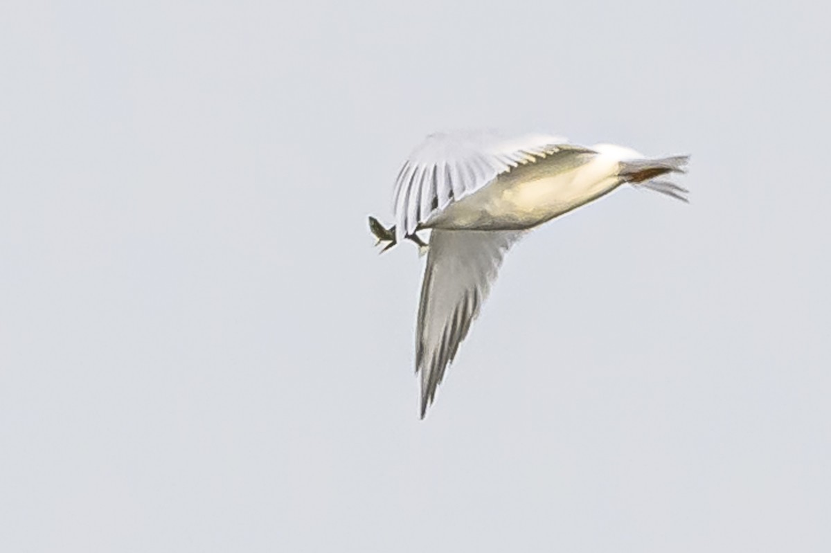 Snowy-crowned Tern - ML620192594