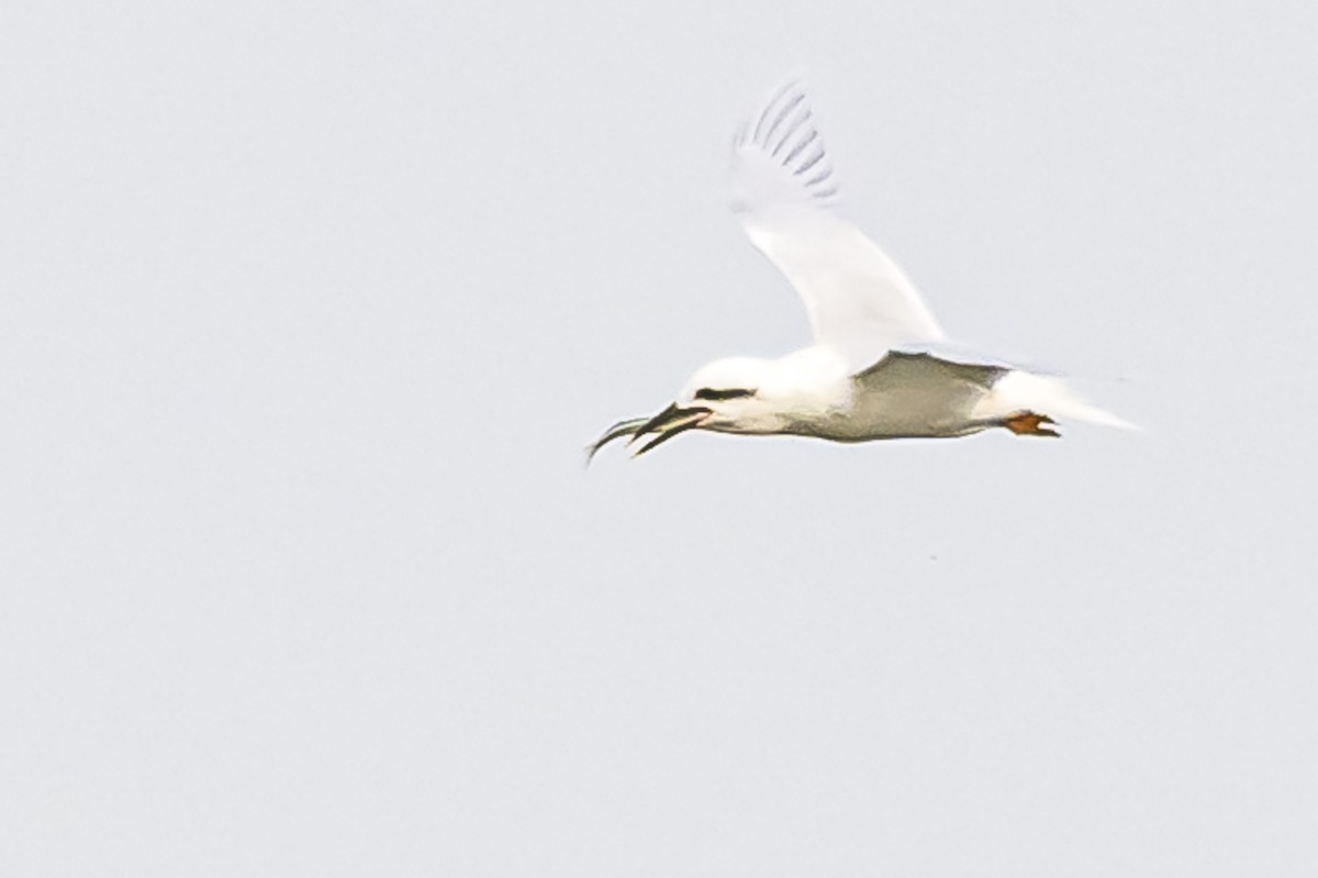 Snowy-crowned Tern - ML620192595