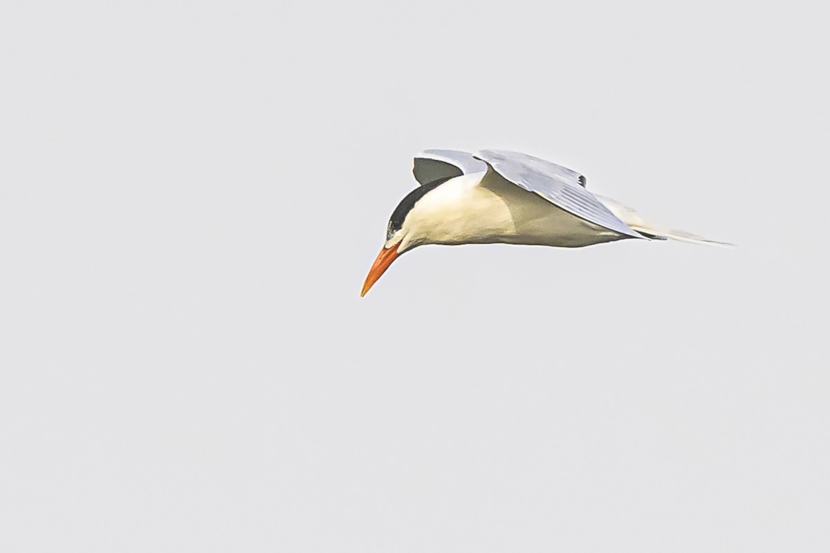 Royal Tern - ML620192602
