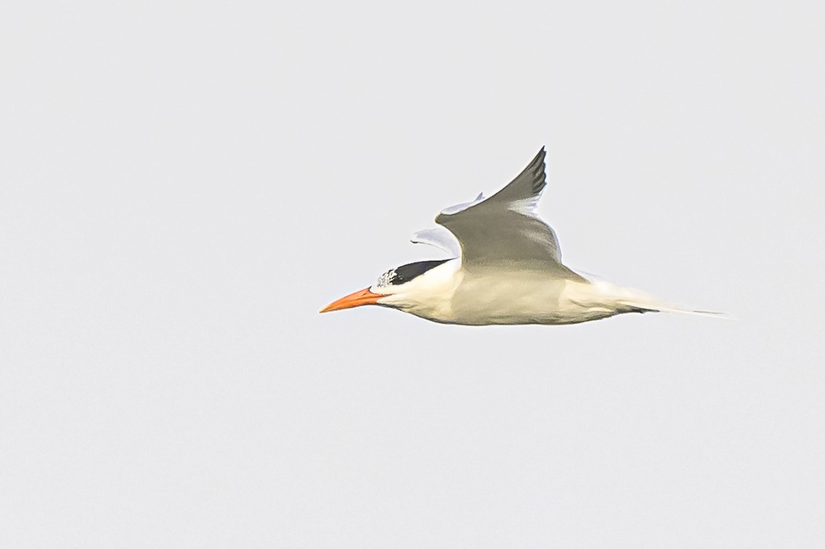 Royal Tern - ML620192603