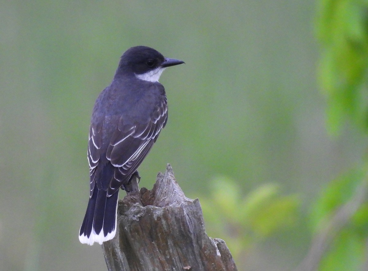 Eastern Kingbird - ML620192608