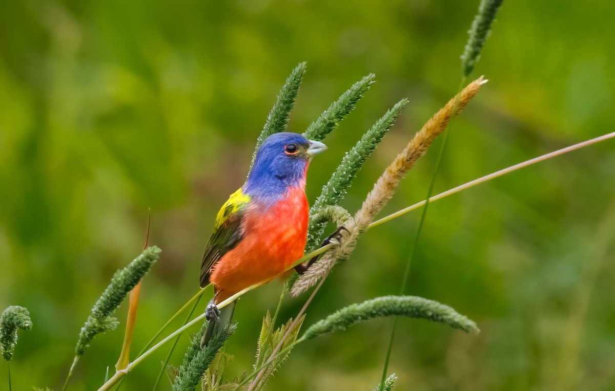 Painted Bunting - ML620192609