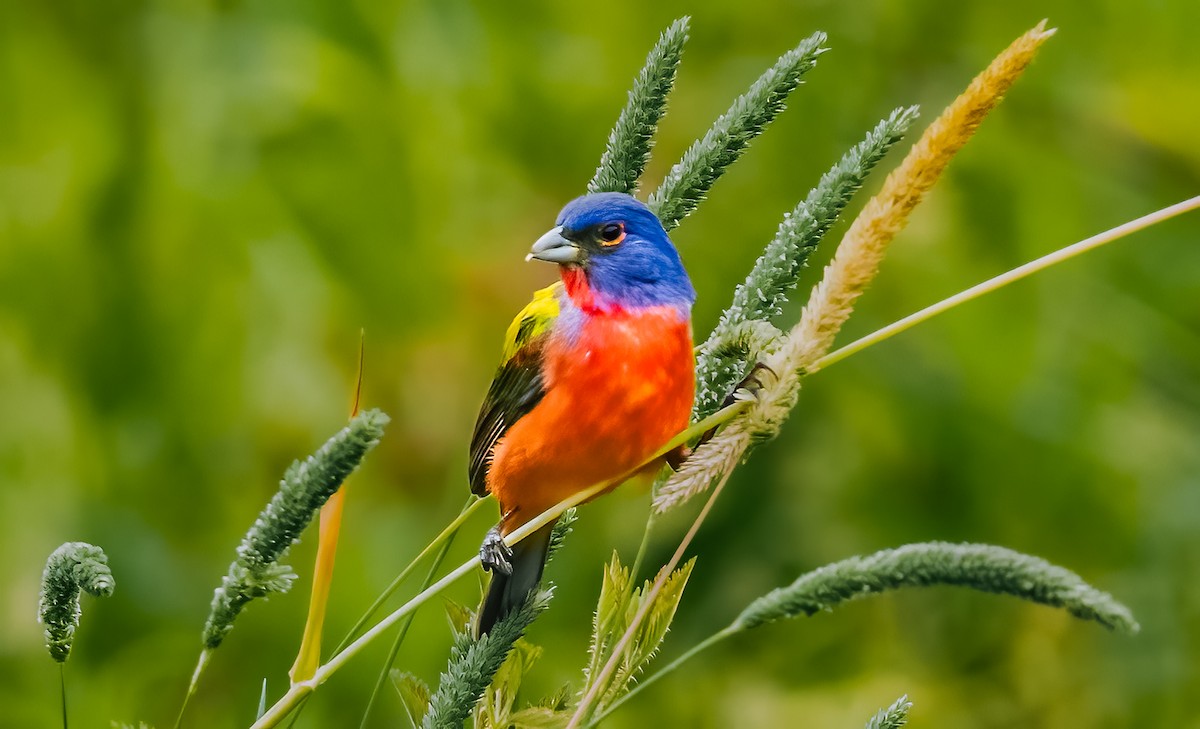 Painted Bunting - ML620192610