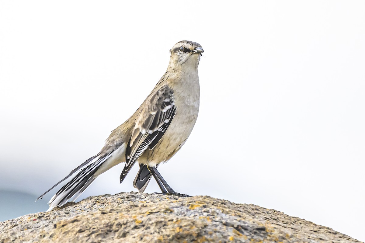 Chalk-browed Mockingbird - ML620192612