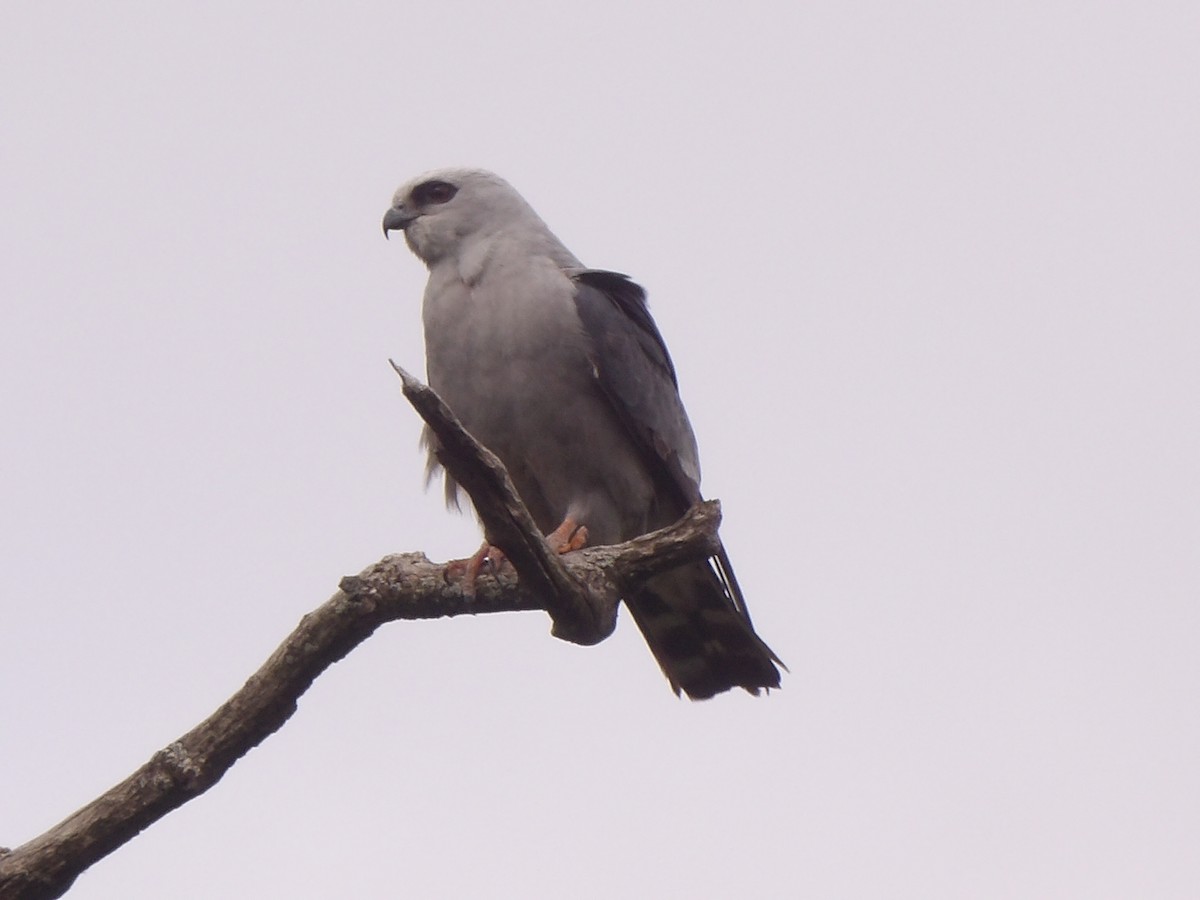 Mississippi Kite - ML620192615