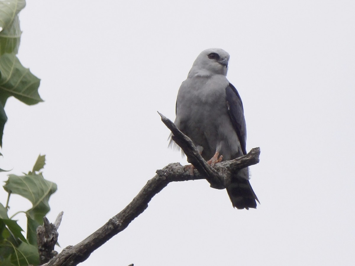 Mississippi Kite - ML620192616
