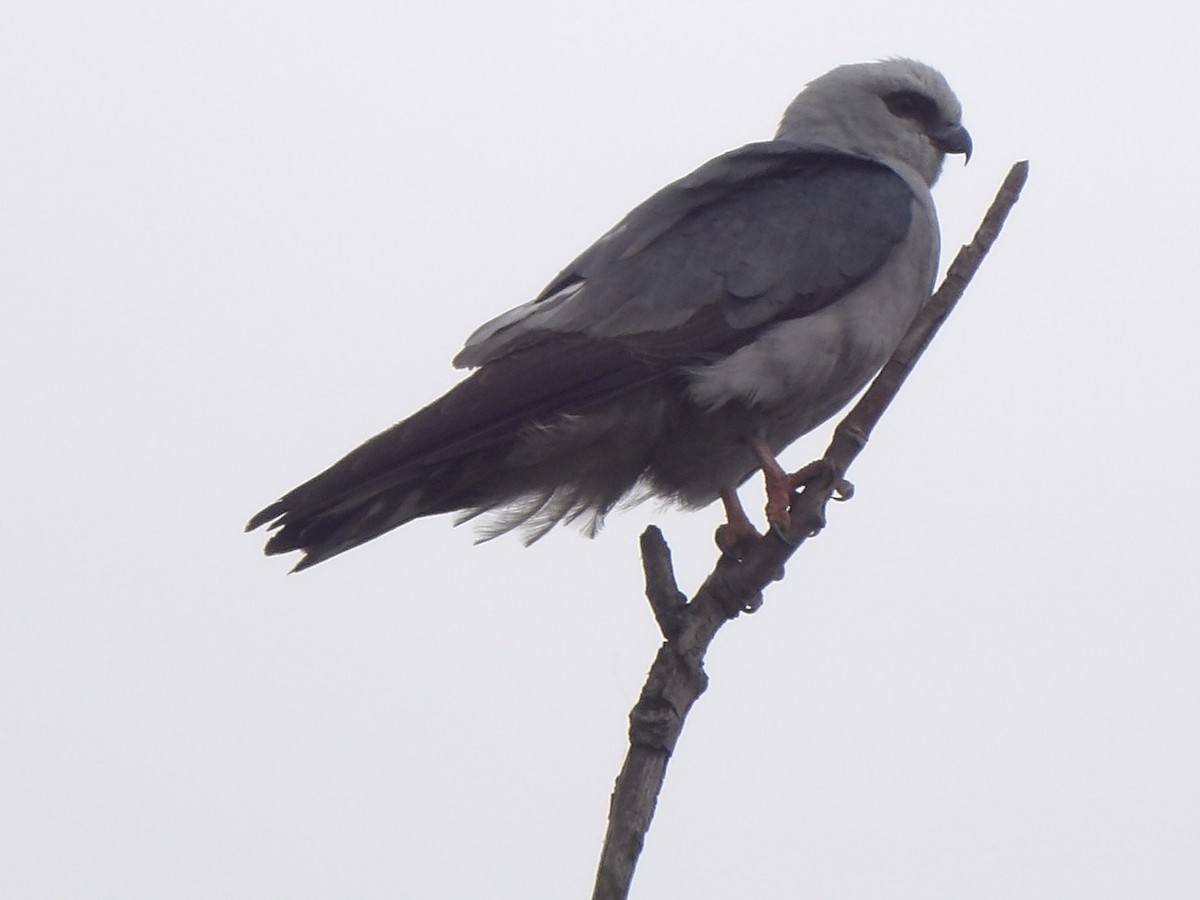 Mississippi Kite - ML620192617