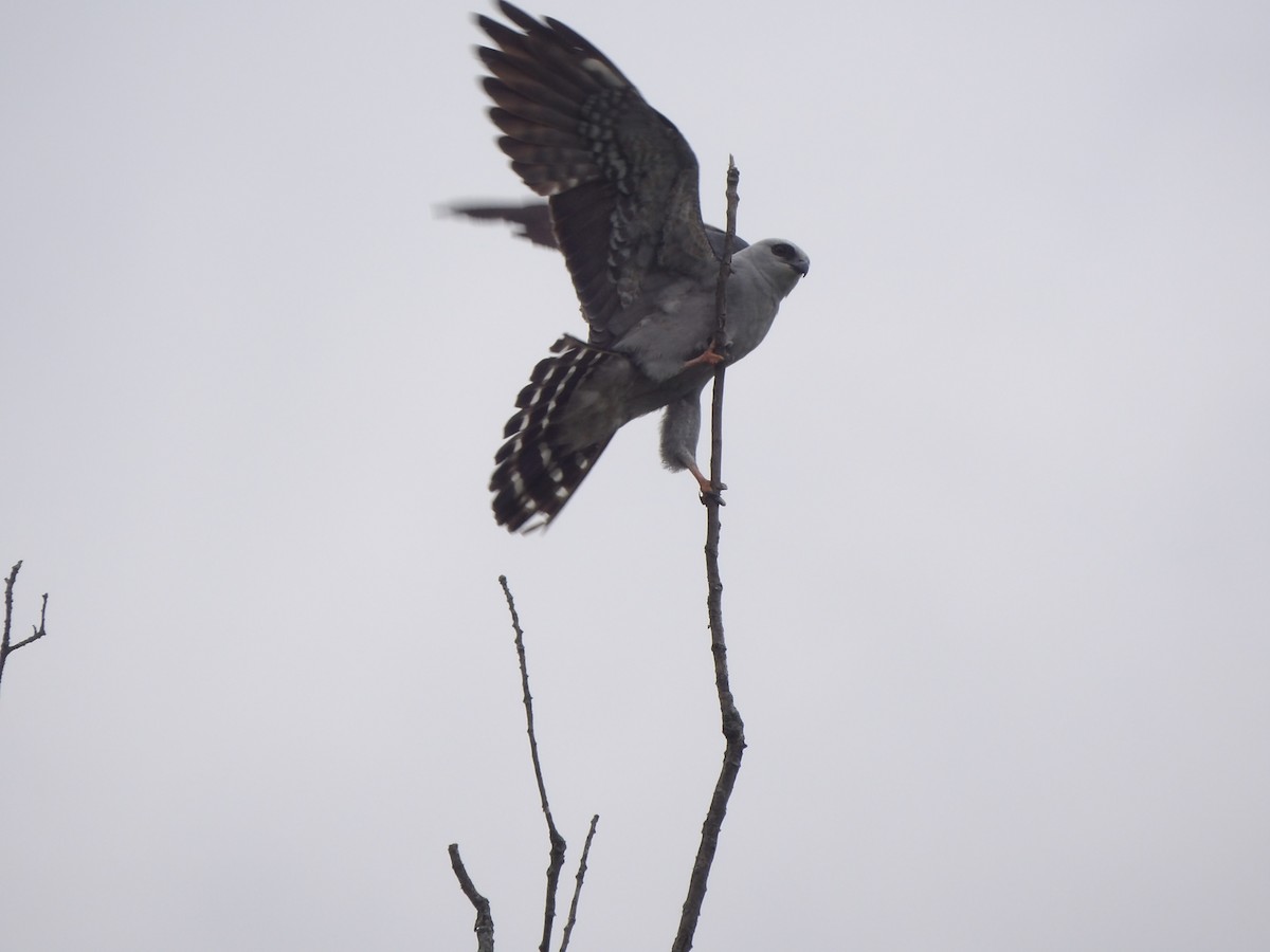 Mississippi Kite - ML620192618