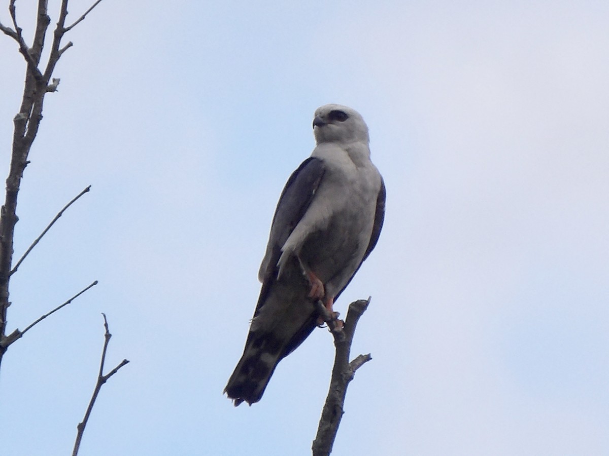 Mississippi Kite - ML620192619