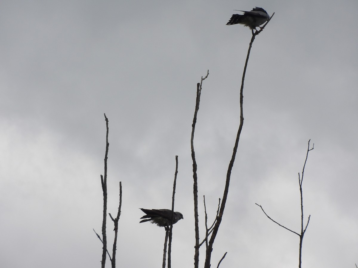 Mississippi Kite - ML620192620