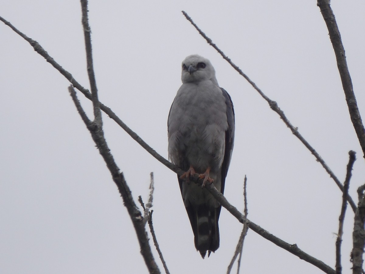 Mississippi Kite - ML620192621