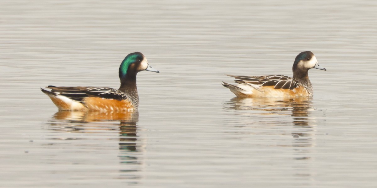 Chiloe Wigeon - ML620192623