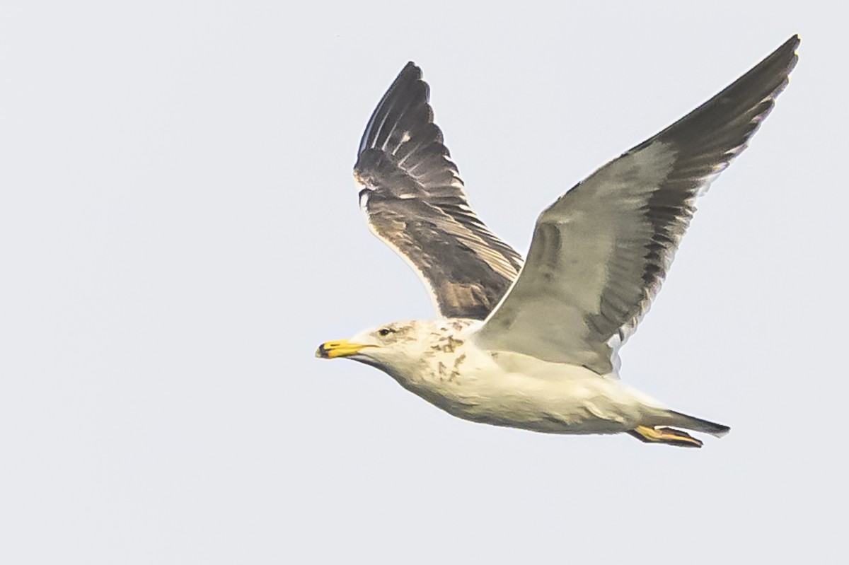 Kelp Gull - ML620192630