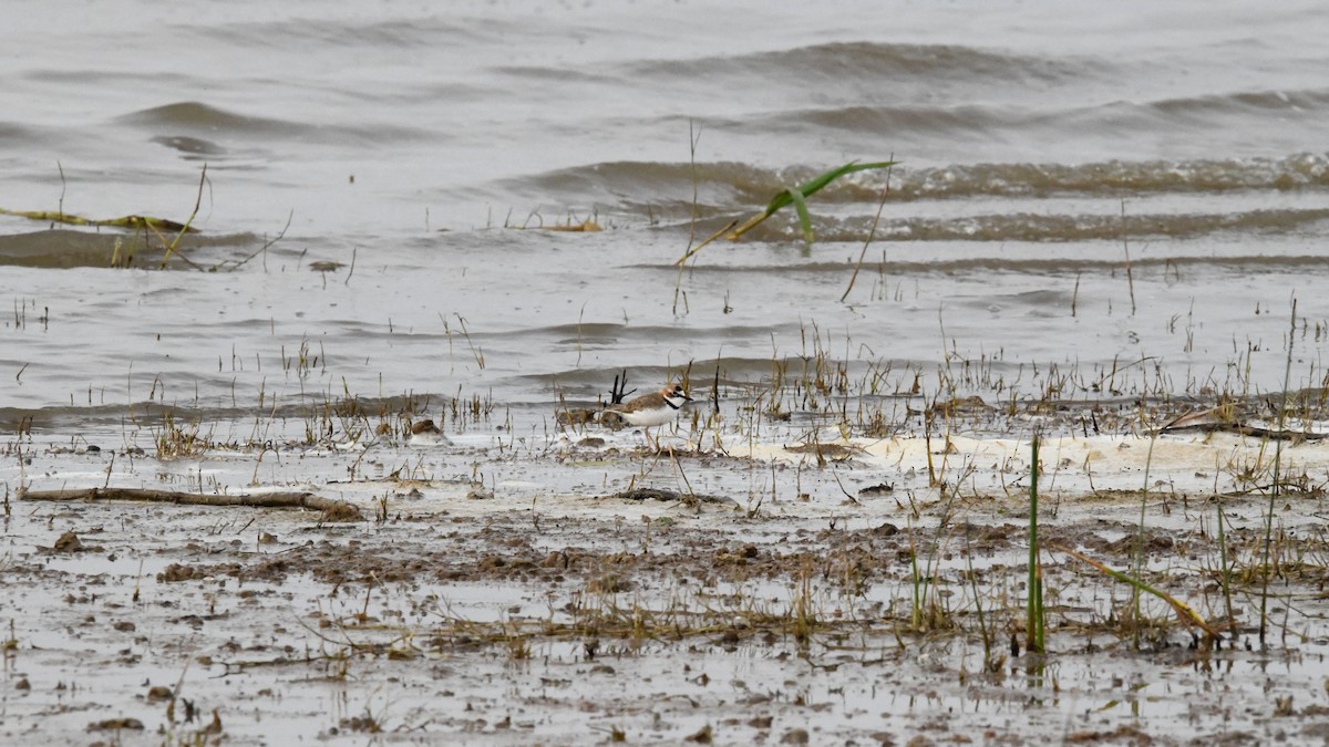 Collared Plover - ML620192635