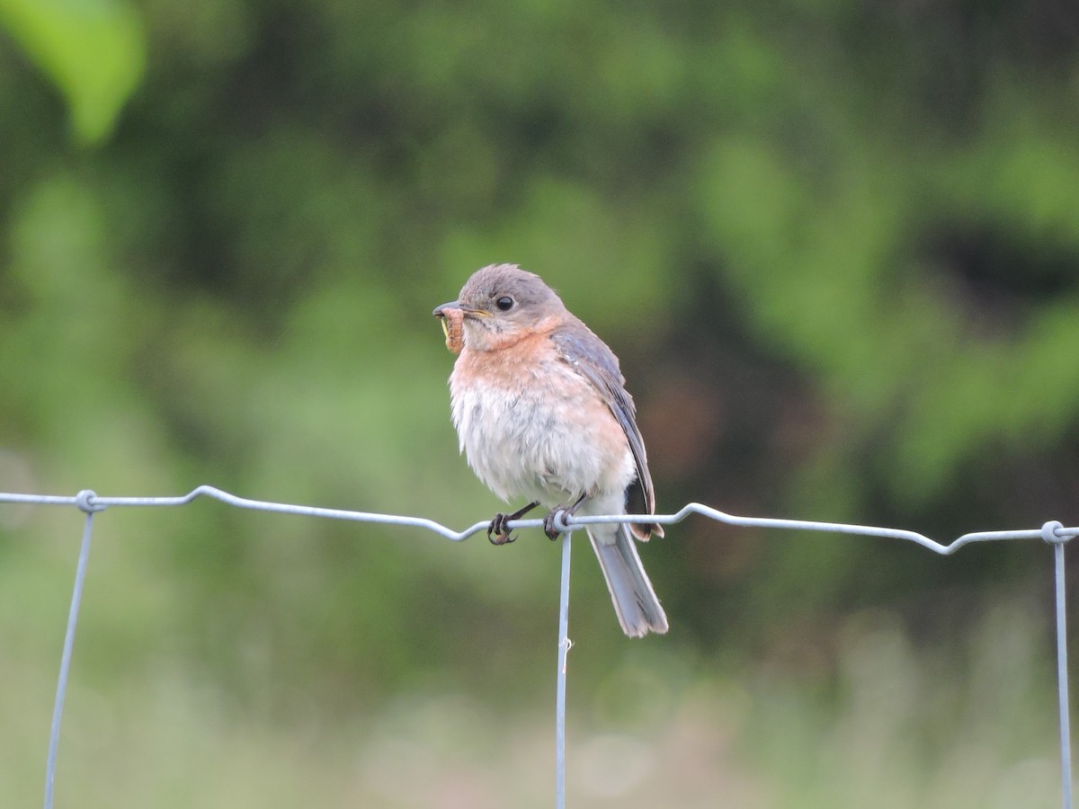 Eastern Bluebird - ML620192640