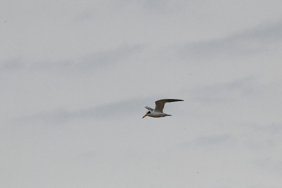 Large-billed Tern - ML620192642