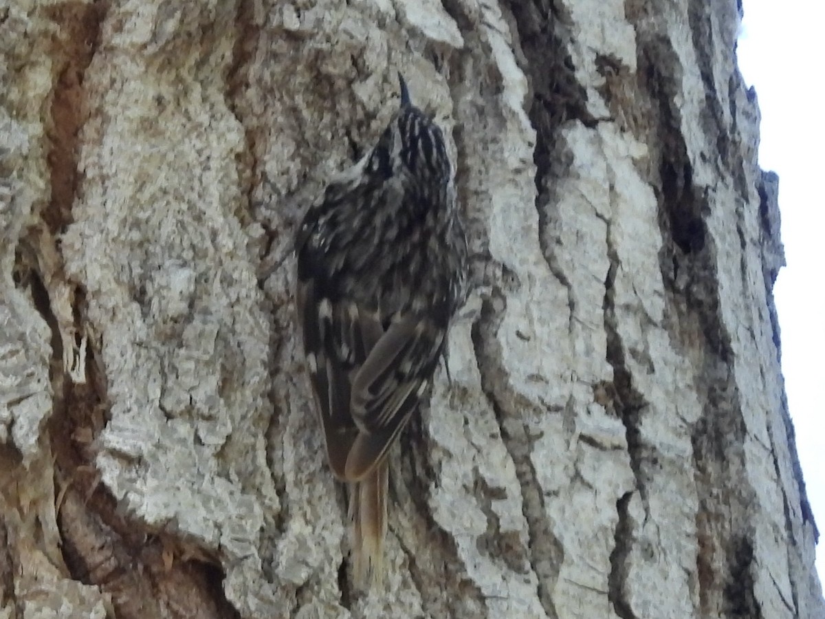 Brown Creeper - ML620192646