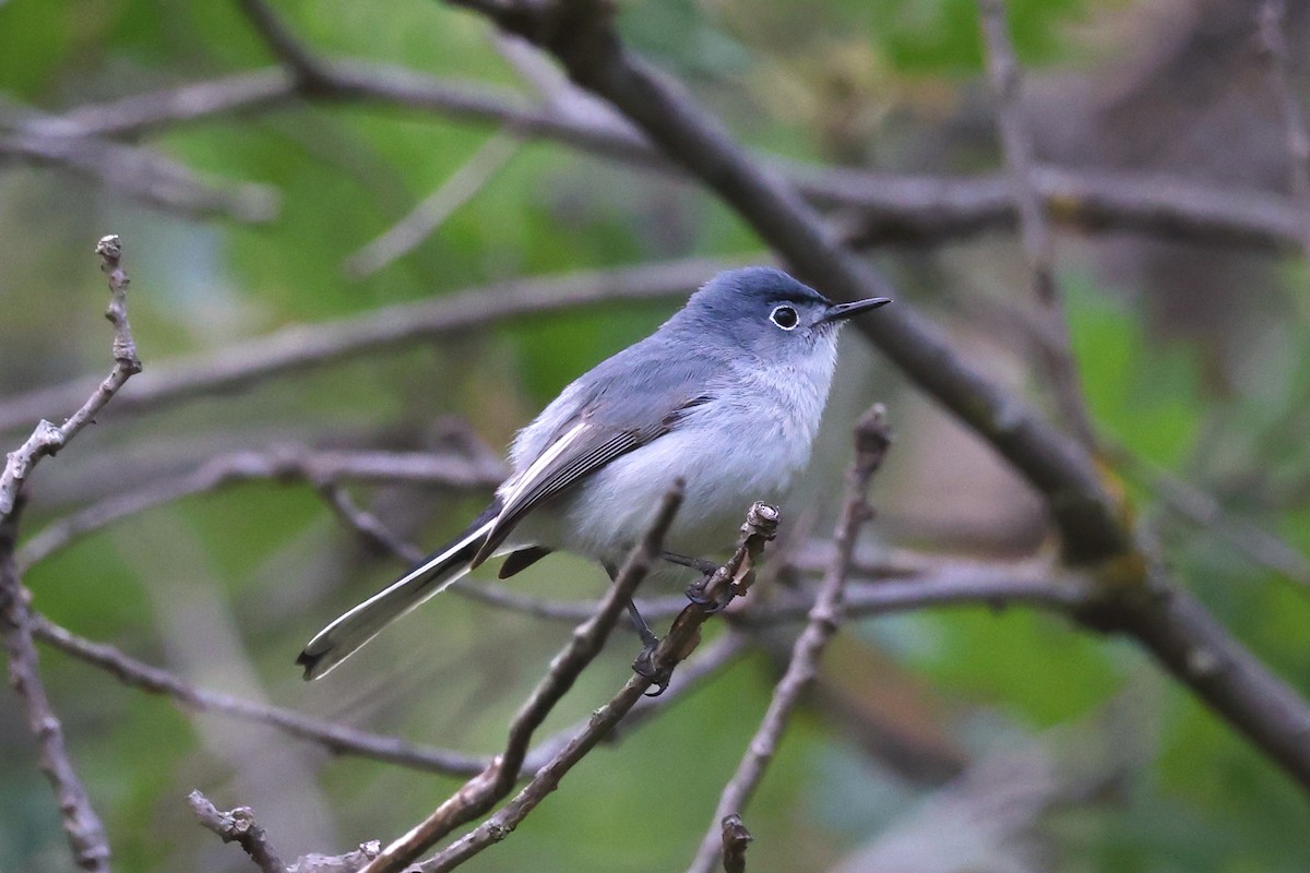 Blue-gray Gnatcatcher - ML620192650