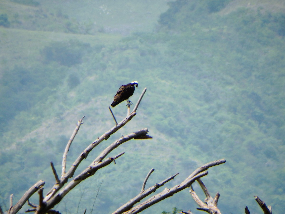 Balbuzard pêcheur - ML620192655