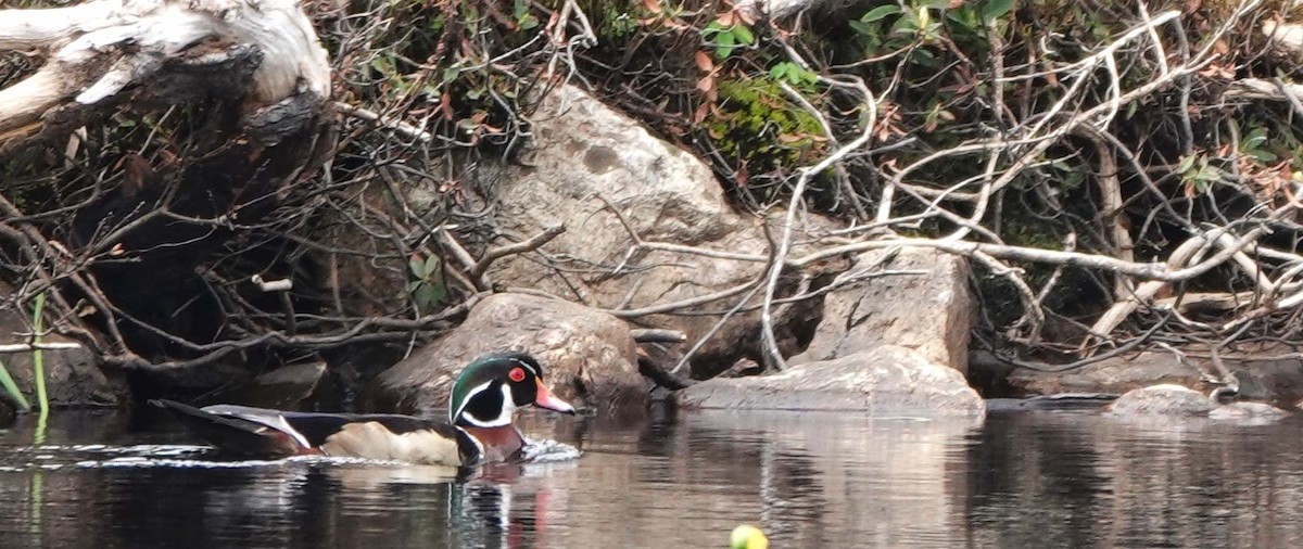 Wood Duck - ML620192657