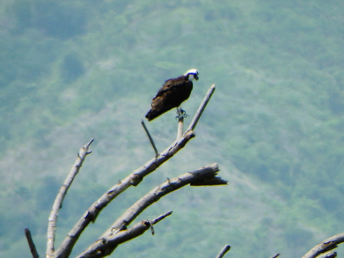 Osprey - Edouard Paiva