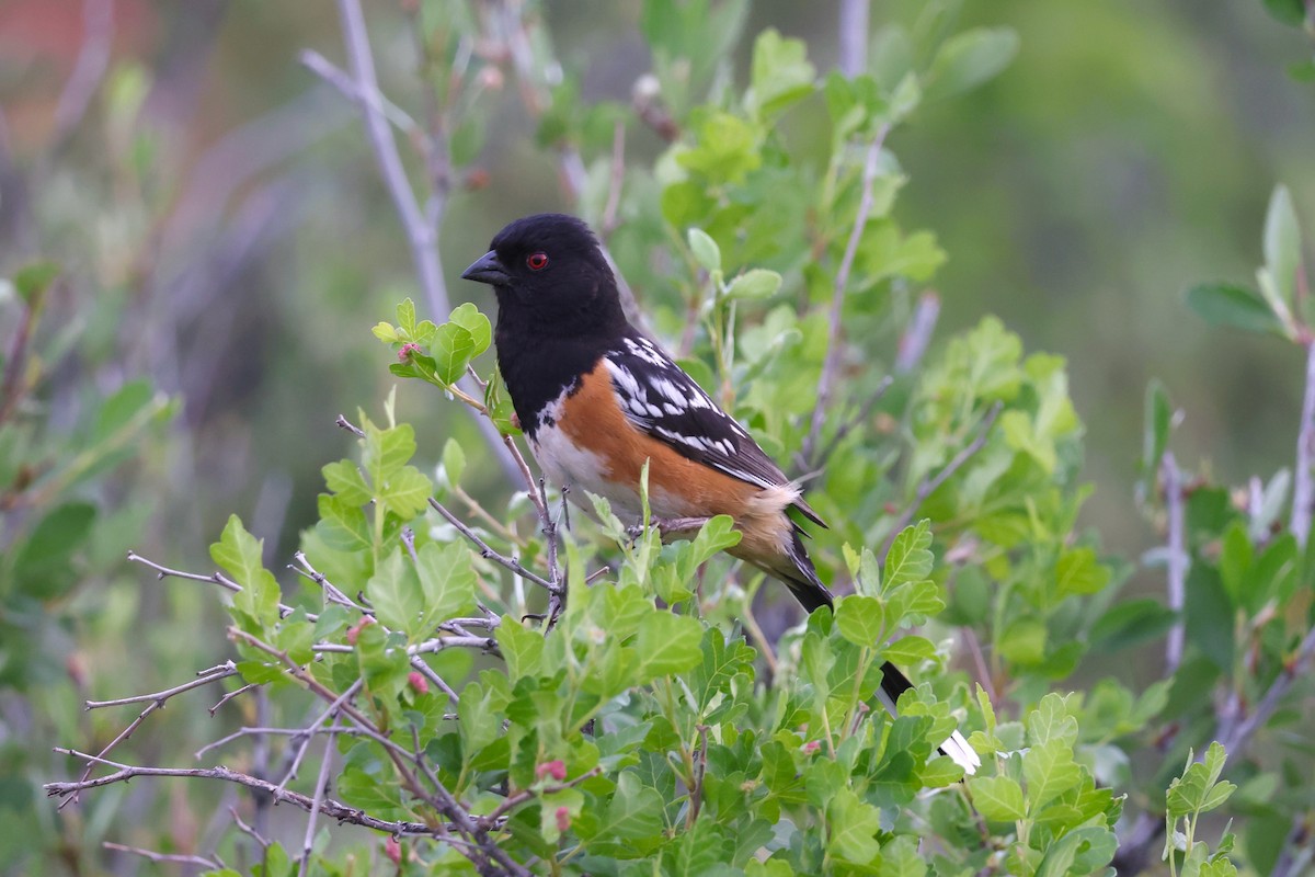 Spotted Towhee - ML620192673