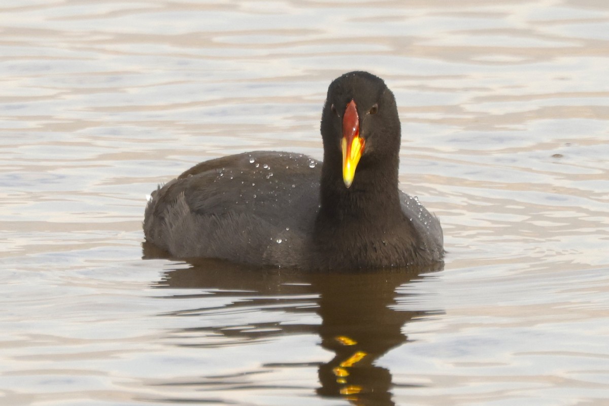 Red-fronted Coot - ML620192678