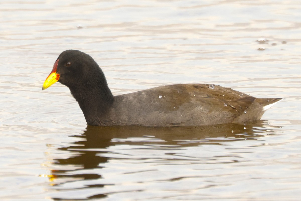 Foulque à front rouge - ML620192679