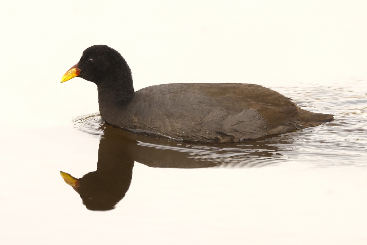 Red-fronted Coot - ML620192680
