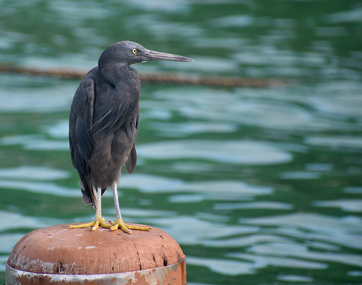 Pacific Reef-Heron - ML620192688