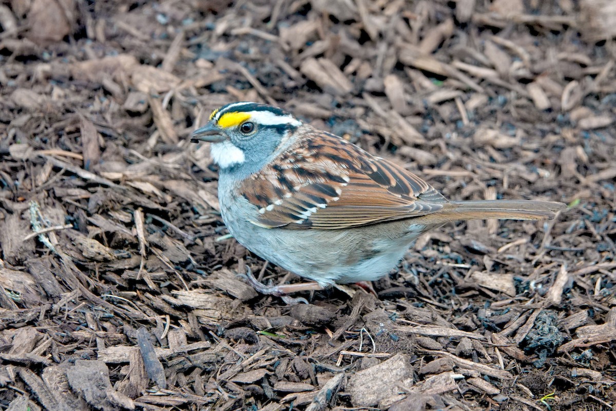 White-throated Sparrow - ML620192695