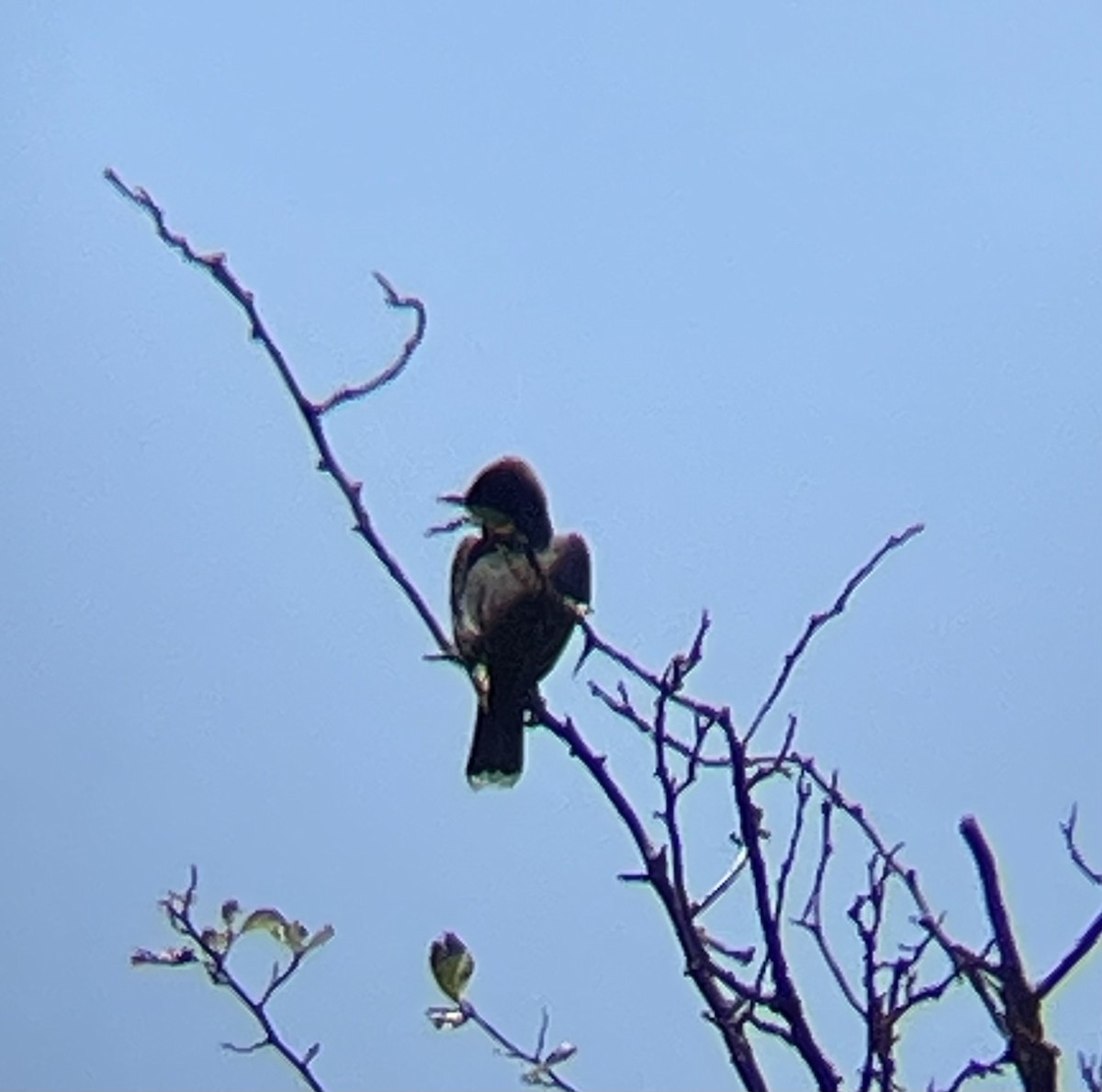 Schieferrücken-Königstyrann - ML620192697