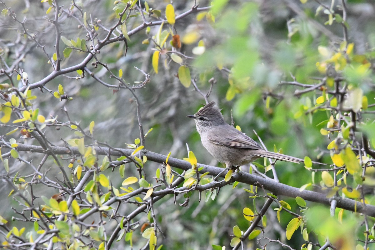 Tufted Tit-Spinetail - ML620192703