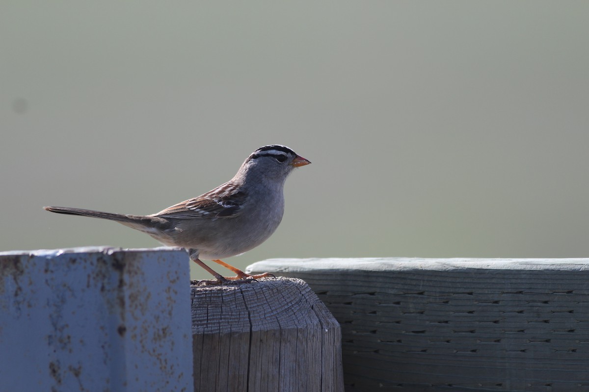 White-crowned Sparrow - ML620192704