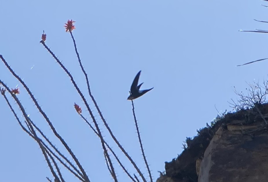 White-throated Swift - Barry Zimmer