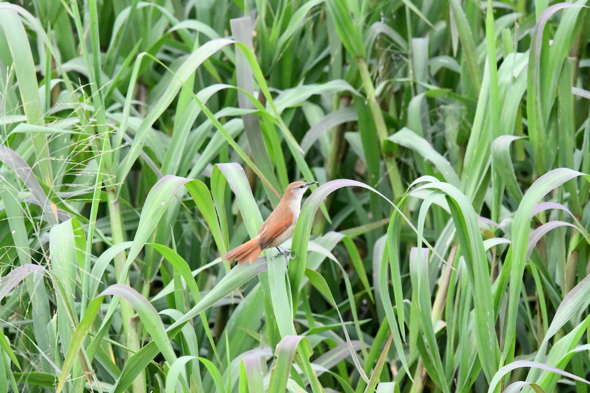 Yellow-chinned Spinetail - ML620192718