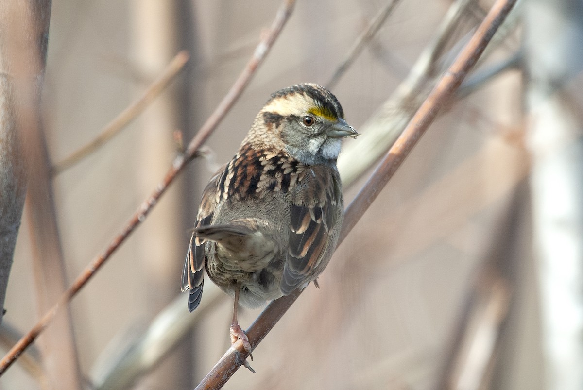 White-throated Sparrow - Peter Weber 🦉