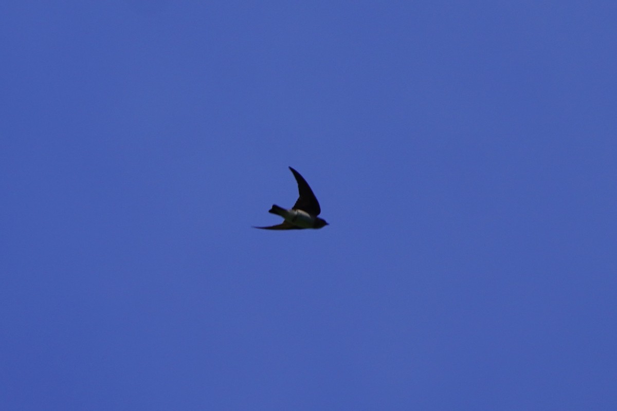 Northern Rough-winged Swallow - ML620192747