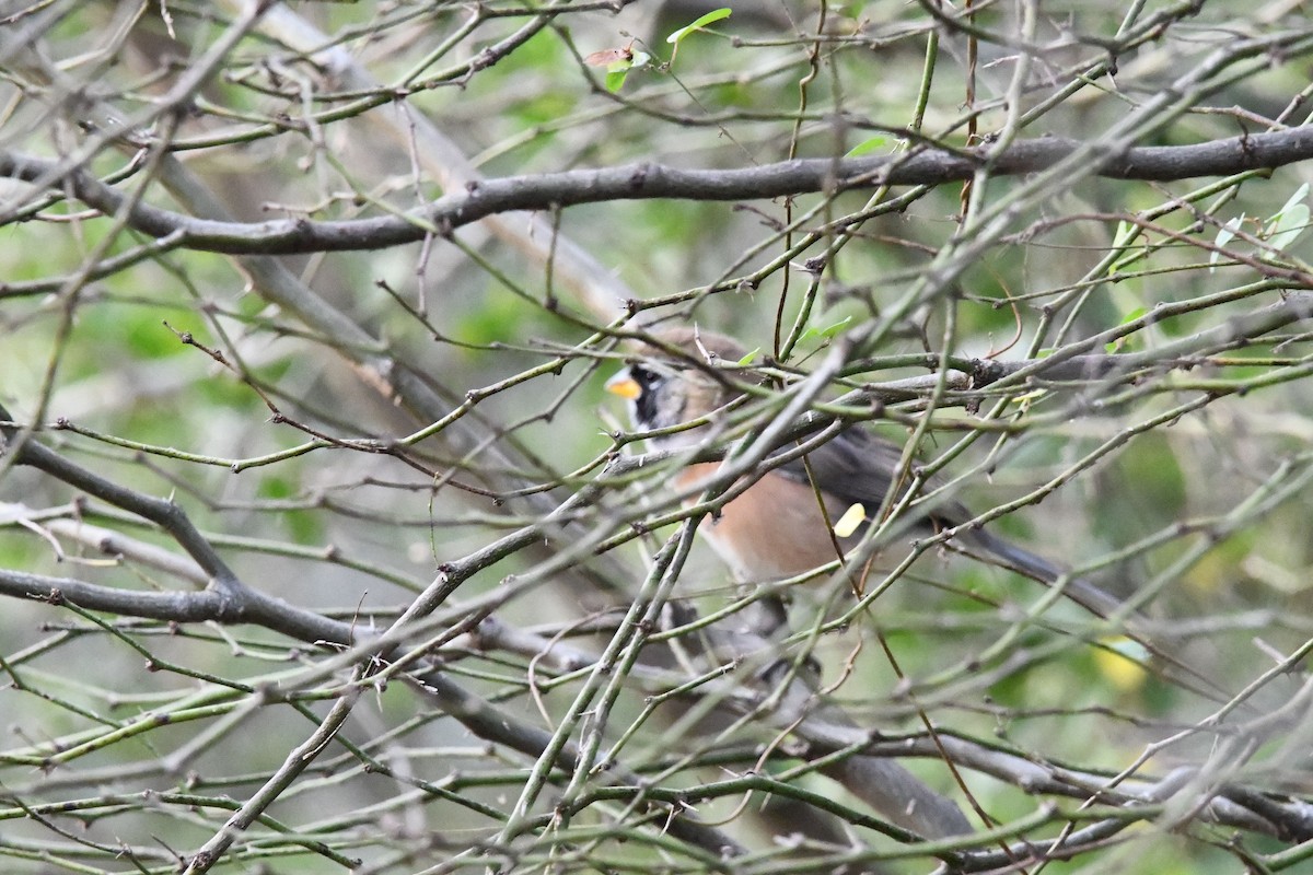 Many-colored Chaco Finch - ML620192754