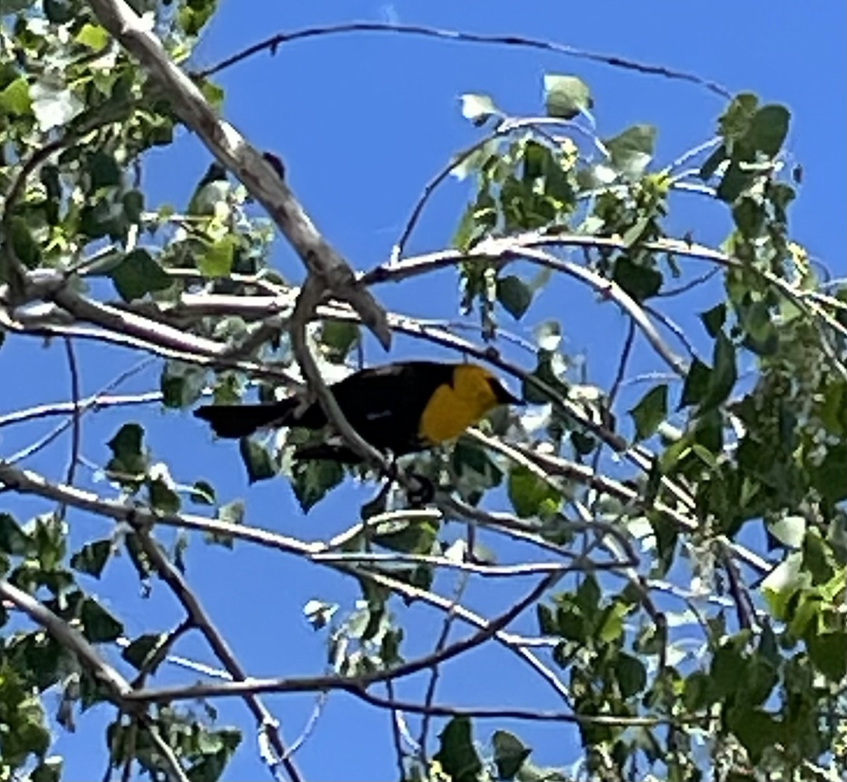 Yellow-headed Blackbird - ML620192756