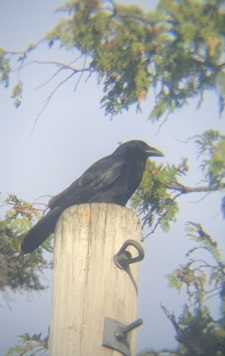 American Crow - ML620192761