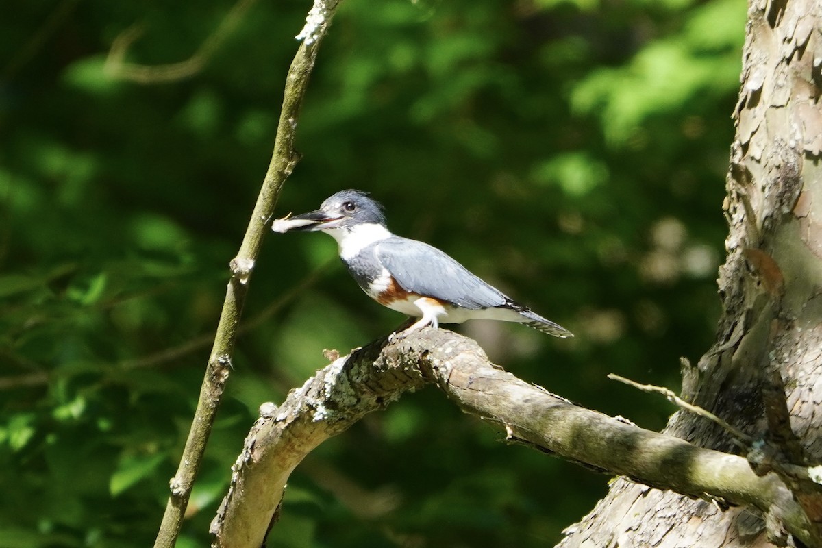 Belted Kingfisher - ML620192762