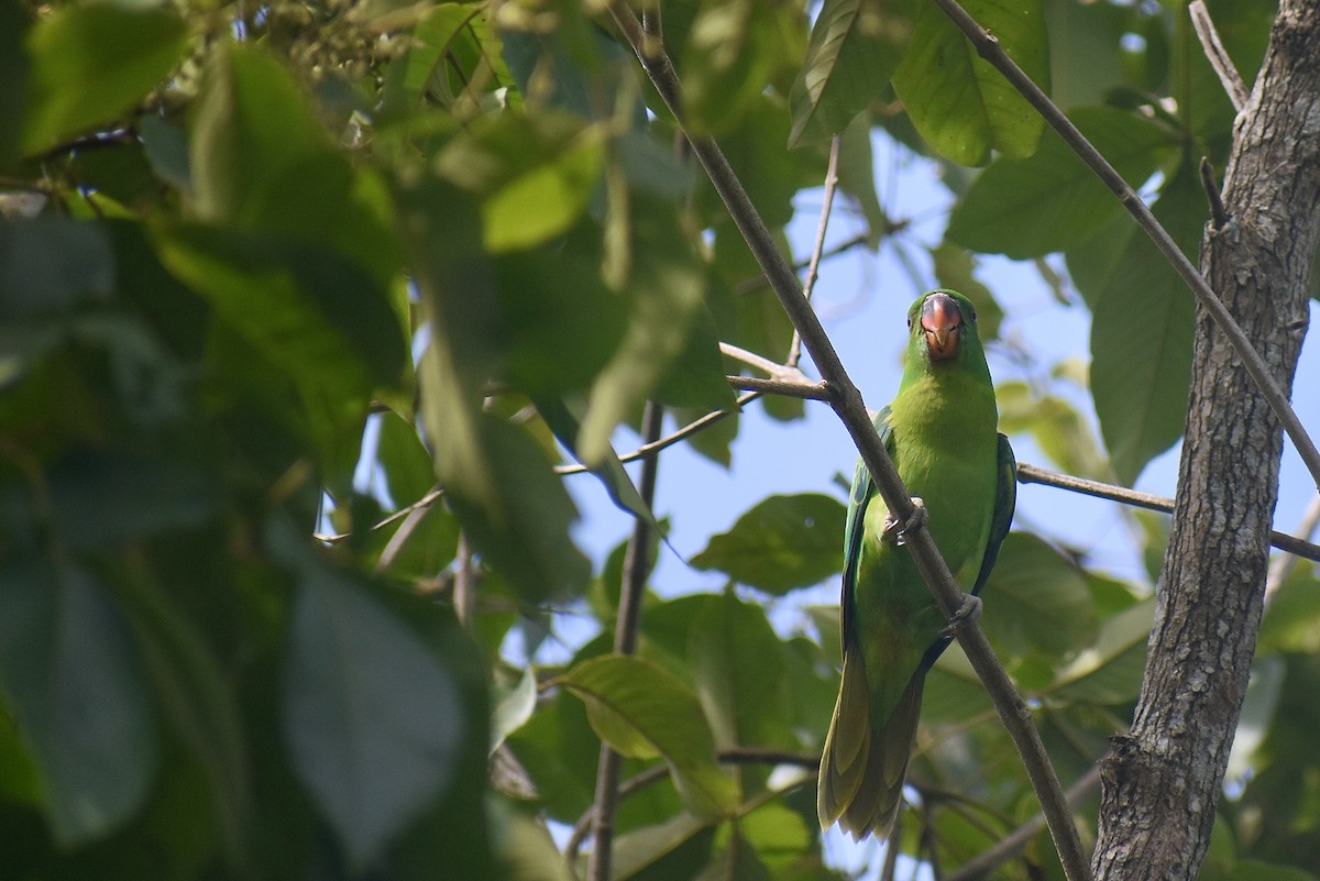 Blue-naped Parrot - ML620192765