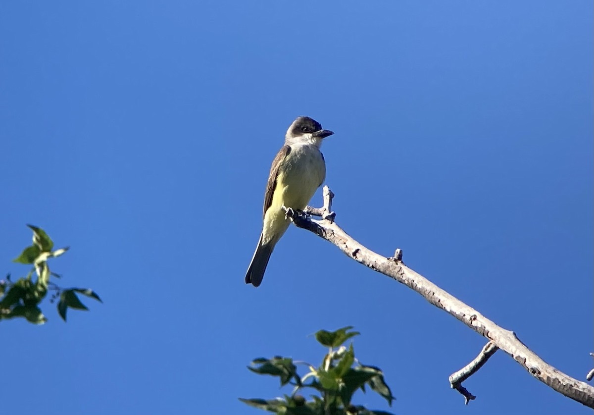 Thick-billed Kingbird - ML620192771