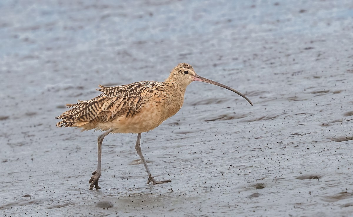 Long-billed Curlew - ML620192779